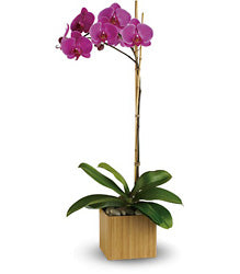 Single Orchid Stem